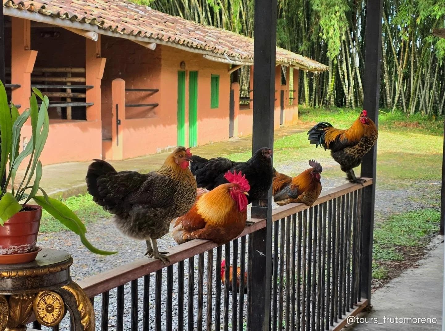 Gallinas y gallos junto a la casa