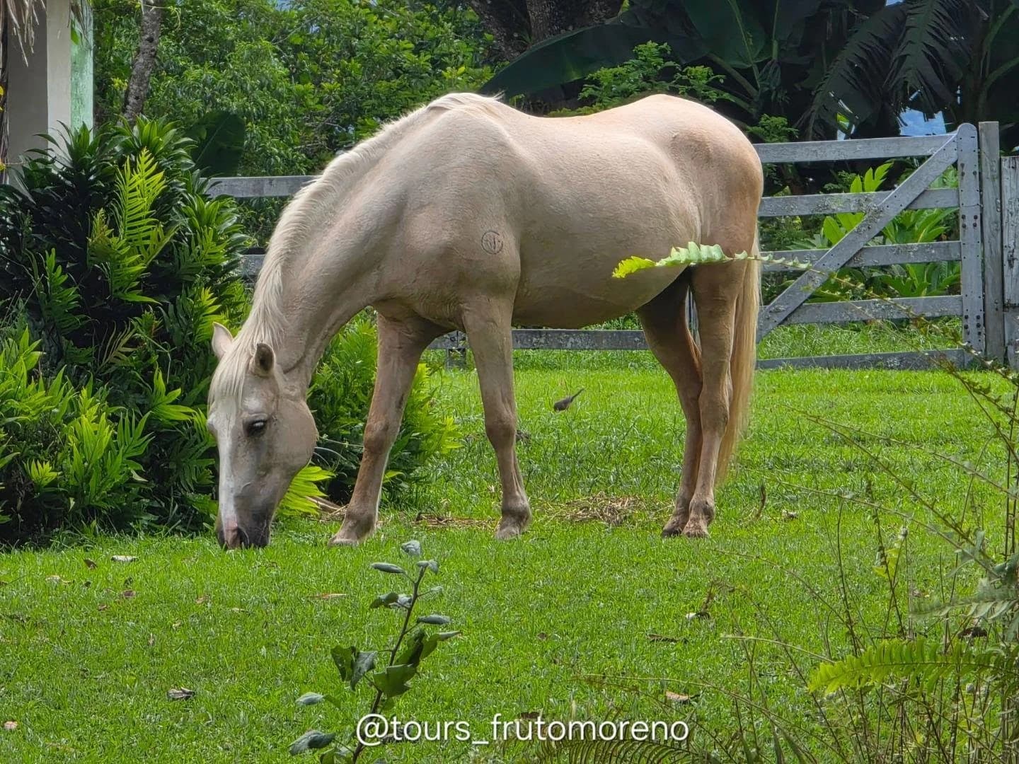 Un caballo en los pastos de la finca