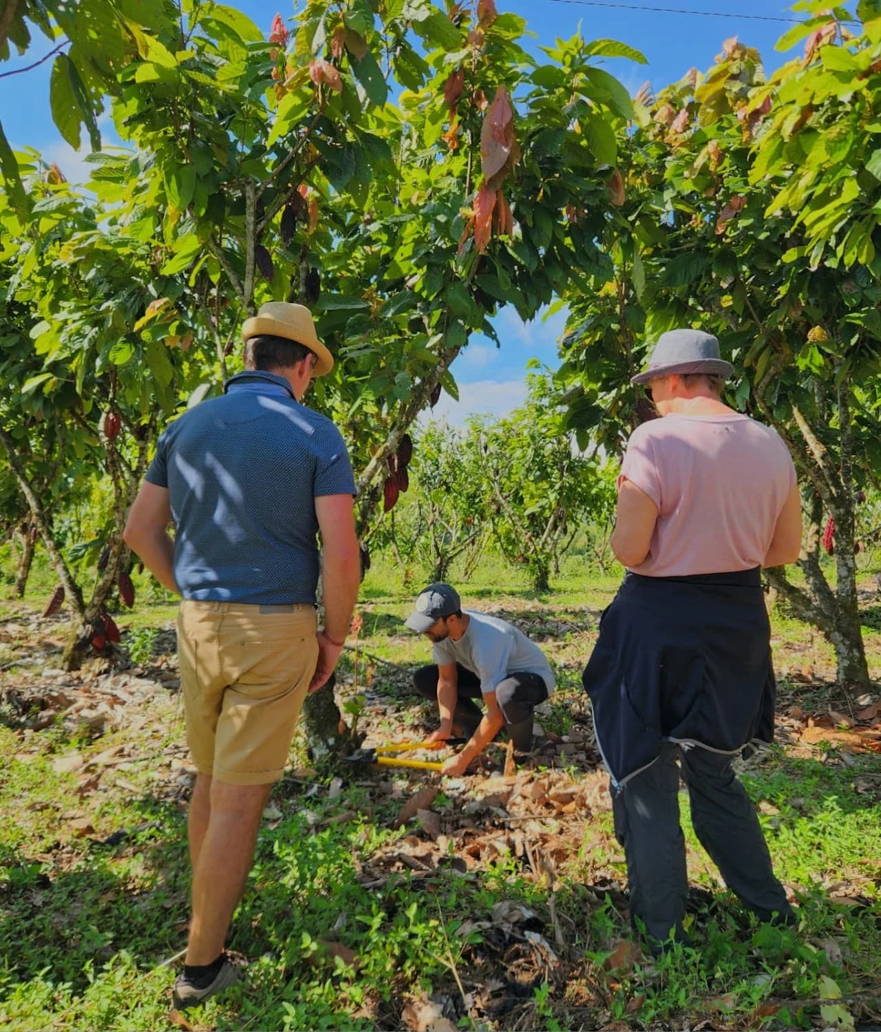 Recorrido del cultivo de cacao